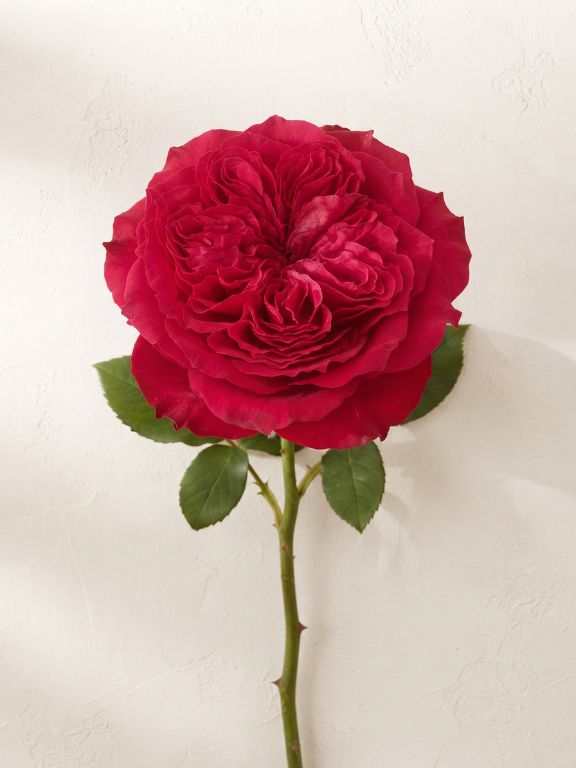 MAYRA`S FLAME  HOT PINK GARDEN ROSES